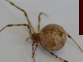 Генномодифицированные пауки научились плести красный светящийся шелк