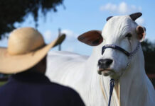 Бразильские «супер-коровы» могут стать доминирующей породой на планете