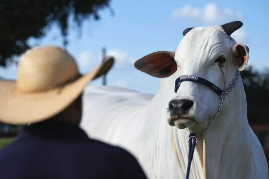 Бразильские «супер-коровы» могут стать доминирующей породой на планете