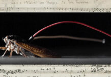 Японские ученые заставили цикад исполнить «Канон в ре мажор» Пахельбеля