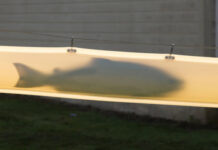 Новая версия лососевой пушки «стреляет» рыбой через плотины