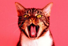 Baidu разрабатывает ИИ для перевода языка домашних животных