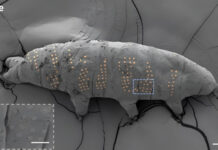 Ученые сделали тихоходкам татуировки для испытания новой технологии