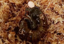 Редкая улитка из Новой Зеландии откладывает яйца через отверстие в шее