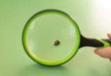 Самый древний человеческий паразит донимает людей уже 60 000 лет