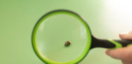 Самый древний человеческий паразит донимает людей уже 60 000 лет