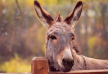 Ослы «подарили» ученым новый эффективный репеллент