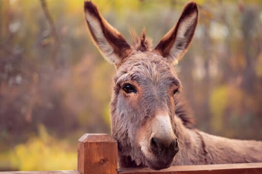Ослы «подарили» ученым новый эффективный репеллент