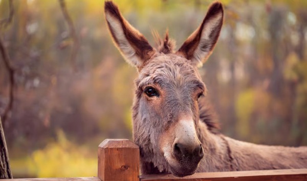 Ослы «подарили» ученым новый эффективный репеллент