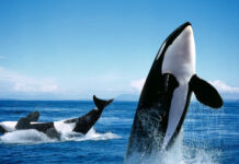 Косатки следят за гигиеной — и даже умеют изготавливать мочалки из водорослей