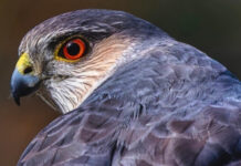 Американские ястребы научились охотиться при помощи городских светофоров