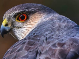 Американские ястребы научились охотиться при помощи городских светофоров