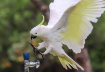 Австралийские какаду научились добывать еду в городе — теперь они осваивают питьевые фонтанчики