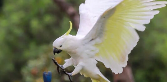 Австралийские какаду научились добывать еду в городе — теперь они осваивают питьевые фонтанчики