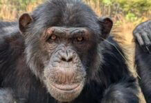 Обезьяны в Замбии раскрыли секрет человеческой моды