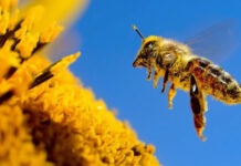 Китайские ученые научились превращать обычных пчел в кибернетических разведчиков