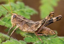 Живое ископаемое : в Кабо-Верде нашли кузнечика Монте-Гордо, который считался вымершим 40 лет назад