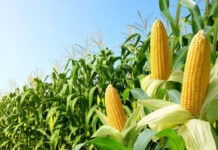 В Казани придумали, как продуктивно выращивать кукурузу