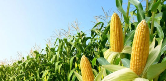 В Казани придумали, как продуктивно выращивать кукурузу