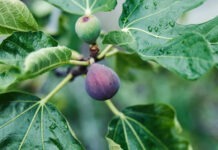 Ученые нашли фруктовое дерево, способное превращать CO2 в камень