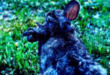 В Колорадо заметили чудовищных «кроликов Франкенштейна»