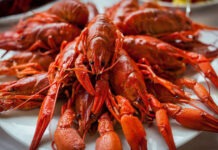 На Дону собираются разводить австралийских красноклешневых раков