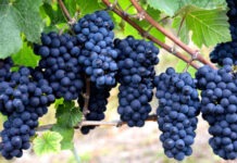 В «Абра-Дюрсо» научились получать антиоксидант из виноградных косточек