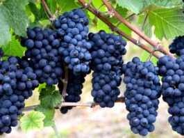 В «Абра-Дюрсо» научились получать антиоксидант из виноградных косточек