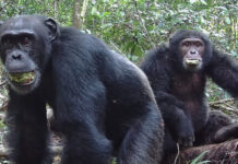 Дикие шимпанзе выпивают по одному эквиваленту литра пива в день