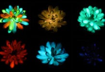 Инъекции фосфора позволят превратить любое растение в живой светильник