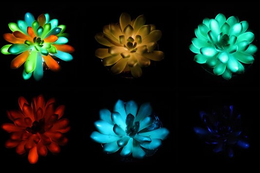 Инъекции фосфора позволят превратить любое растение в живой светильник