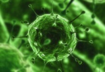 Искусственный интеллект научился создавать работающие биологические вирусы