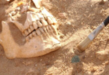 Армию Наполеона в России погубил не мороз