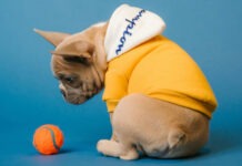 У собак может формироваться настоящая зависимость от любимых игрушек