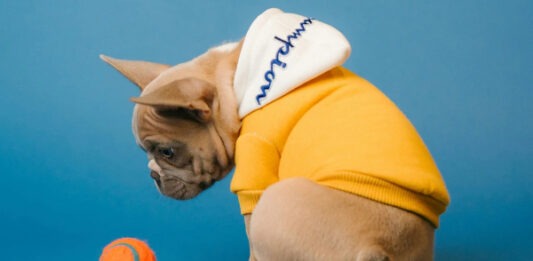 У собак может формироваться настоящая зависимость от любимых игрушек