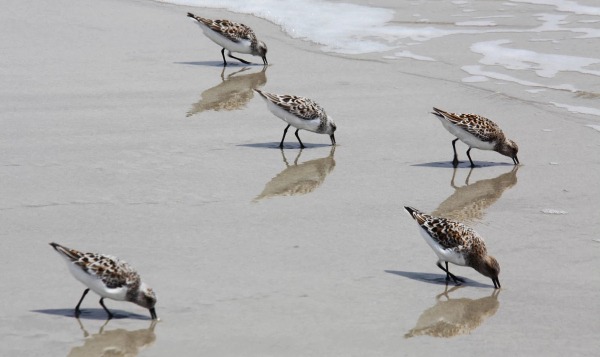 Английские инженеры обучат роботов редкому шестому чувству