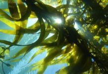 В Архангельске начнут производить пищевой альгинат натрия