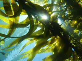 В Архангельске начнут производить пищевой альгинат натрия