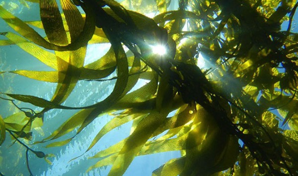 В Архангельске начнут производить пищевой альгинат натрия