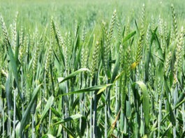 В Казани придумали, как улучшить урожайность озимых сортов пшеницы