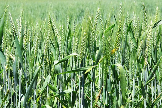 В Казани придумали, как улучшить урожайность озимых сортов пшеницы