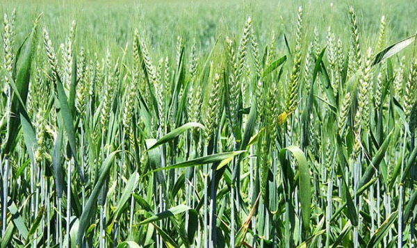 В Казани придумали, как улучшить урожайность озимых сортов пшеницы