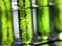 В ТулГУ удалось создать саморазлагающийся пластик из растений