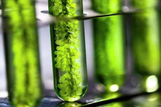 В ТулГУ удалось создать саморазлагающийся пластик из растений