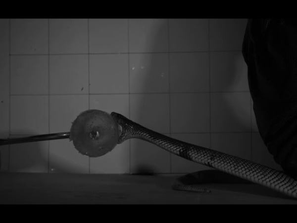 Слоу-мо видео в деталях показывает технику укуса разных ядовитых змей