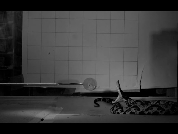 Слоу-мо видео в деталях показывает технику укуса разных ядовитых змей