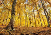 Ученые посчитали, сколько листьев опало в лесах Дальнего Востока