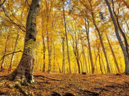 Ученые посчитали, сколько листьев опало в лесах Дальнего Востока