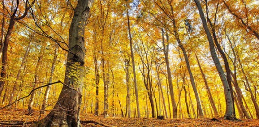 Ученые посчитали, сколько листьев опало в лесах Дальнего Востока