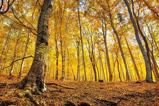 Ученые посчитали, сколько листьев опало в лесах Дальнего Востока